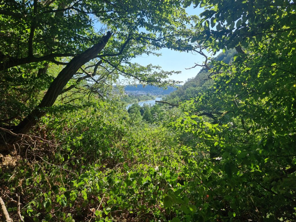 Blick auf Mosel