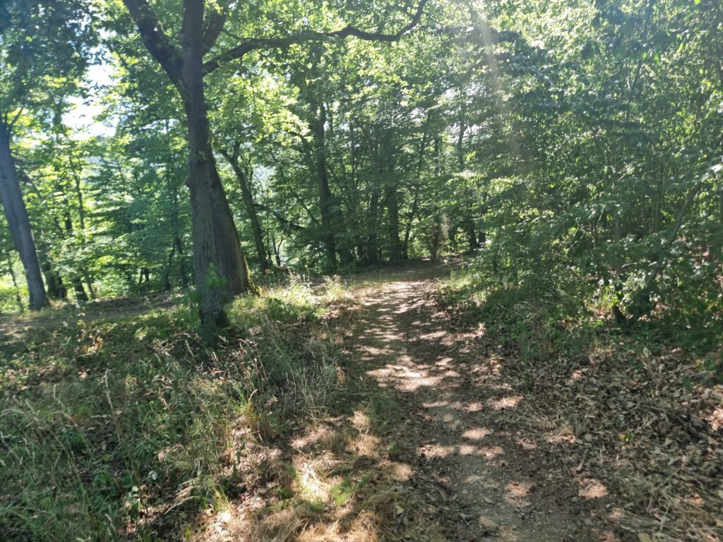 Waldweg