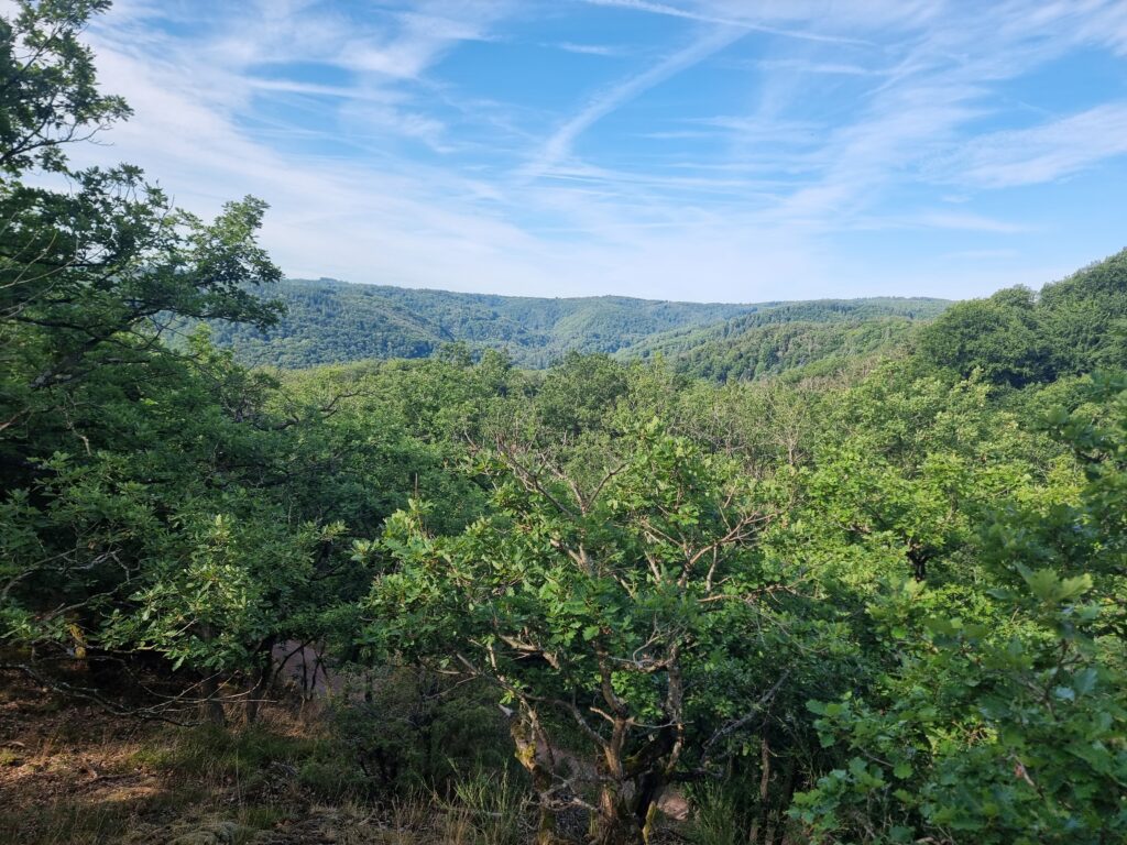 Aussicht über Wald