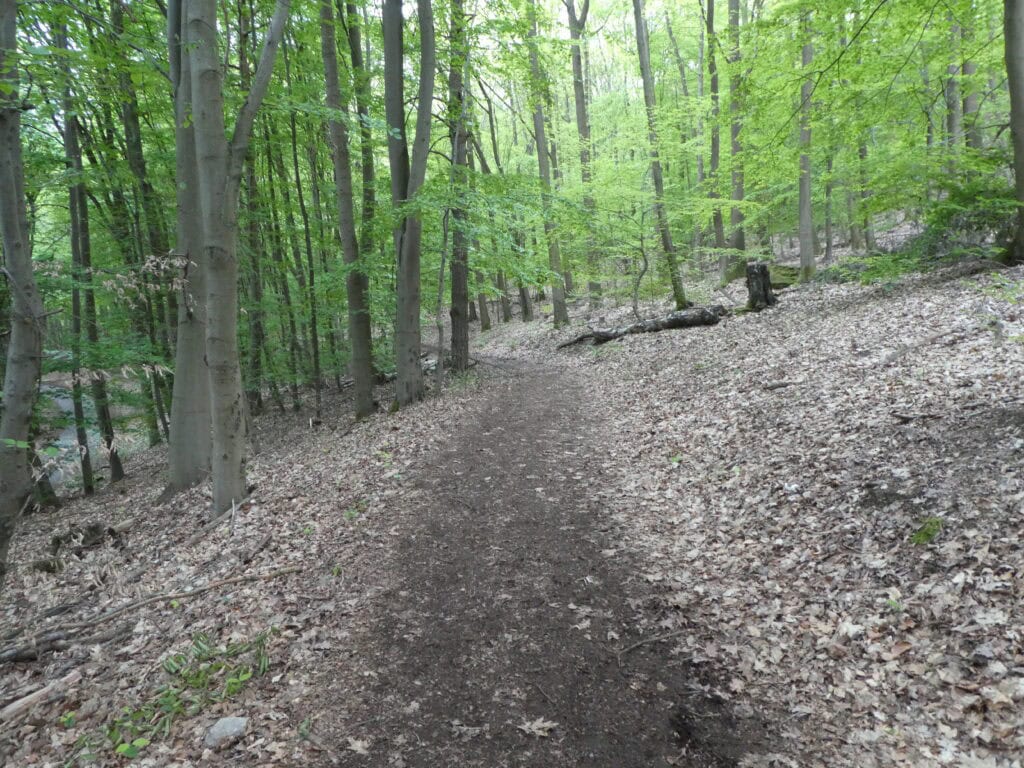 Waldweg auf dem Rheinburgenweg nahe Bingen