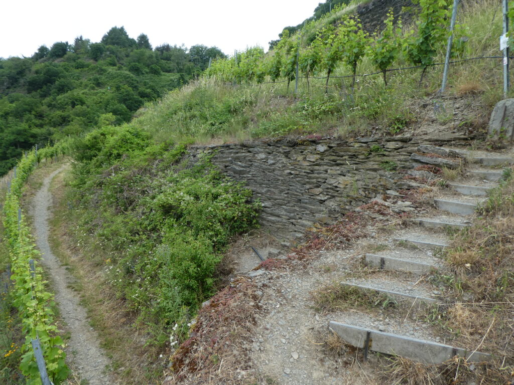 Treppe an Weinhang