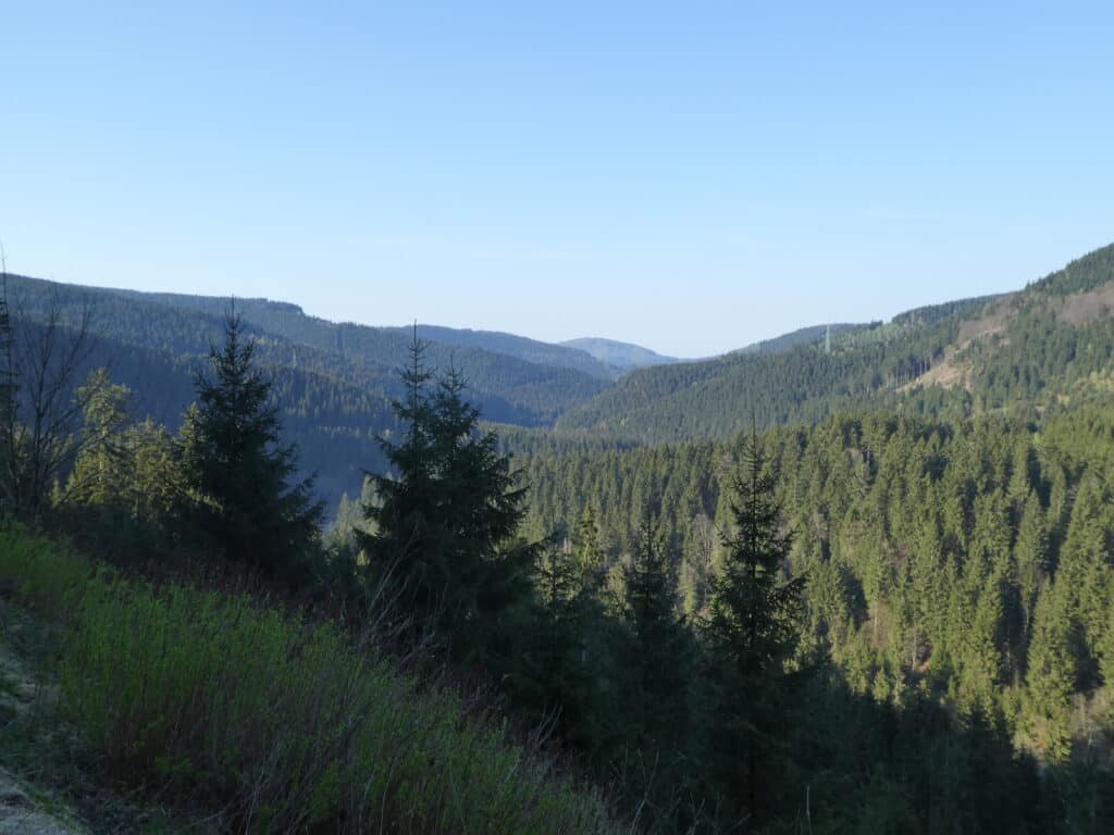 Harz Waldlandschaft