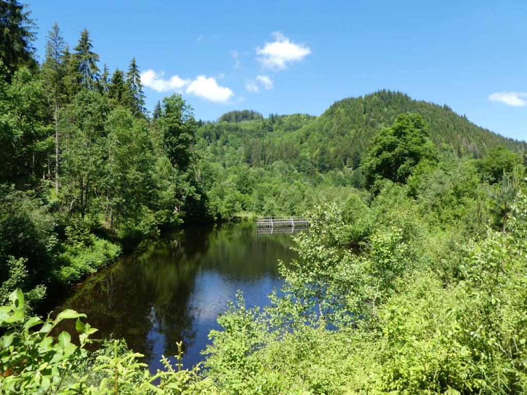 Weiher im Schwarzwald