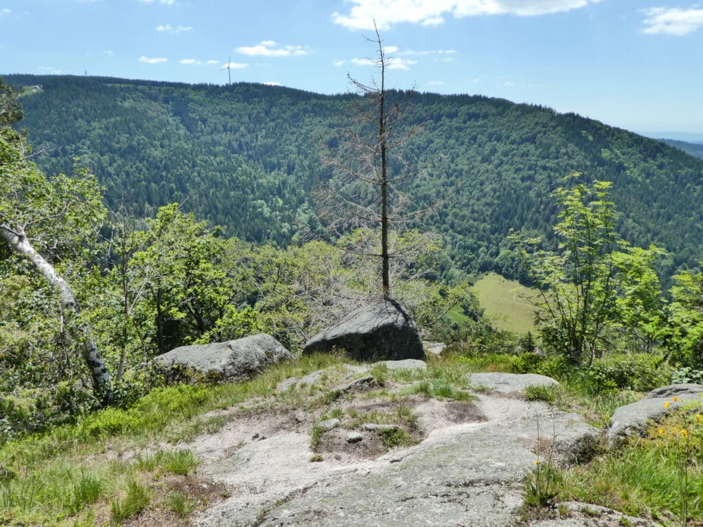 Ausblick im Schwarzwald