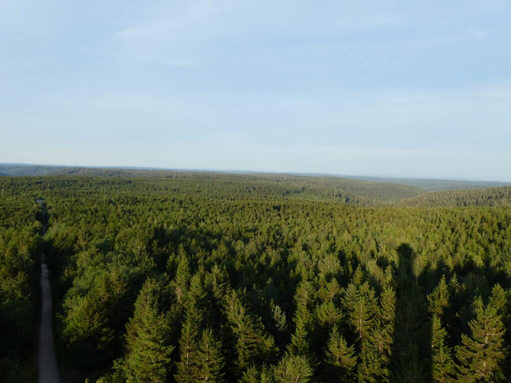 Ausblick Hohlohturm Schwarzwald