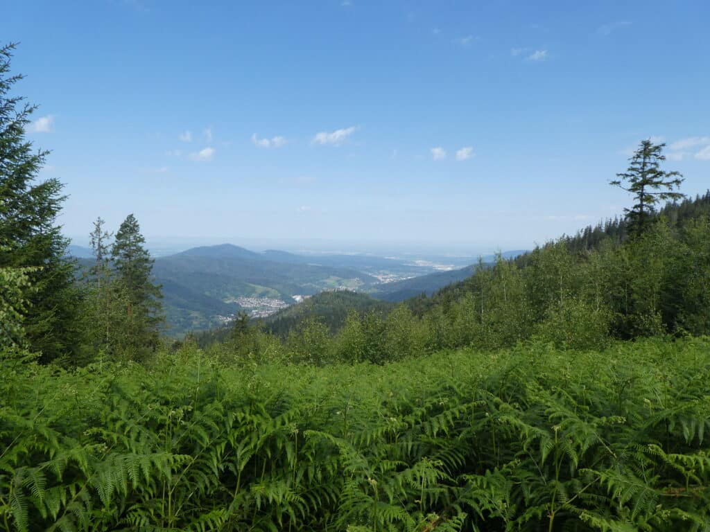 Westweg Schwarzwald