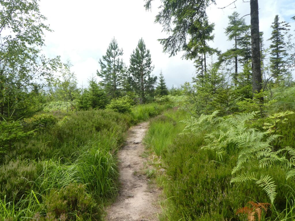 Lettstädter Höhe Schwarzwald