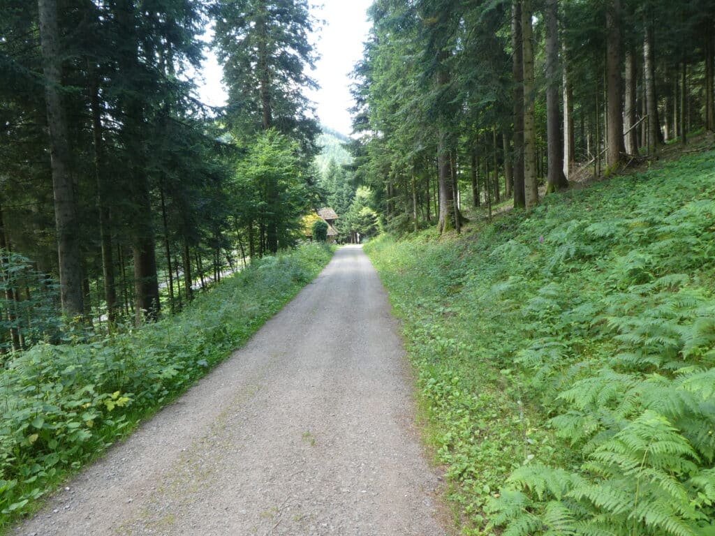 Forstweg Westweg Schwarzwald